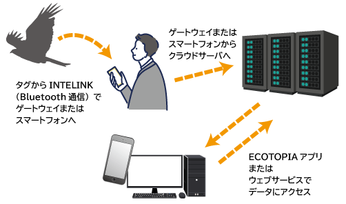 INTELINK̏ꍇ